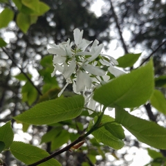 Amelanchier laevis