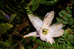 Passiflora cumbalensis