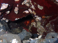 Enteroctopus dofleini