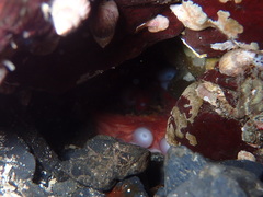 Enteroctopus dofleini