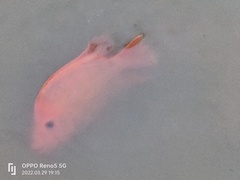 Amphilophus citrinellus