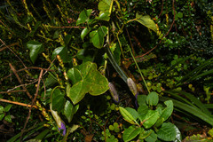 Passiflora cumbalensis