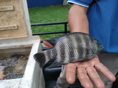 Heterotilapia buettikoferi