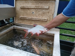 Barbonymus schwanefeldii