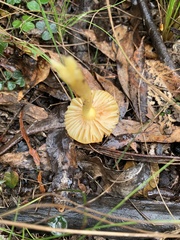 Amanita xanthocephala