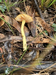 Amanita xanthocephala