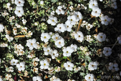 Junellia minima