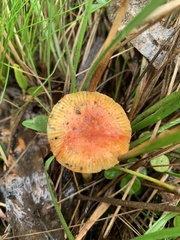 Amanita xanthocephala