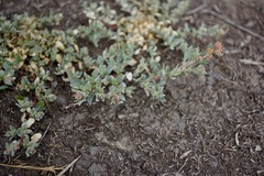Atriplex fruticulosa