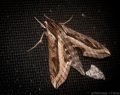 Hippotion velox
