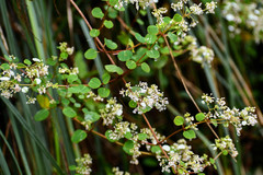 Colignonia