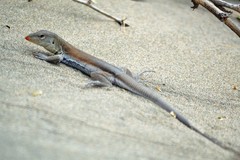 Pholidoscelis chrysolaemus