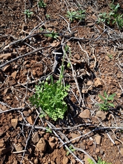 Papaver californicum