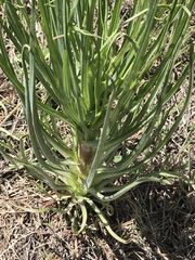 Castilleja sessiliflora