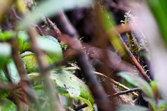 Scytalopus spillmanni