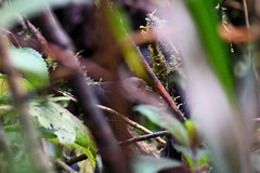 Scytalopus spillmanni