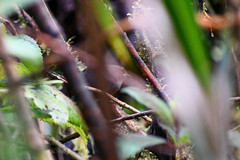 Scytalopus spillmanni