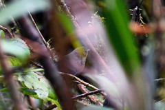 Scytalopus spillmanni