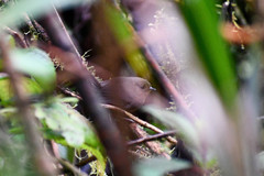 Scytalopus spillmanni