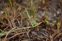 Eryngium aristulatum hooveri