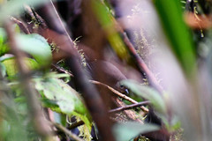 Scytalopus spillmanni