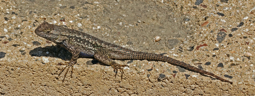 iNaturalist observation photo of Western Fence Lizard