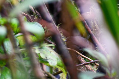 Scytalopus spillmanni