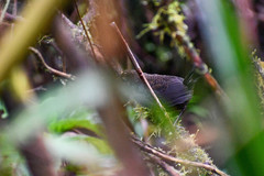 Scytalopus spillmanni