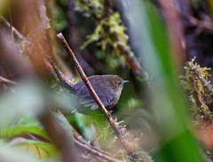 Scytalopus spillmanni