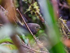Scytalopus spillmanni