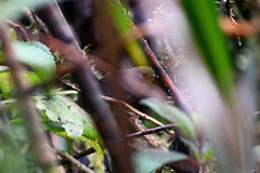 Scytalopus spillmanni