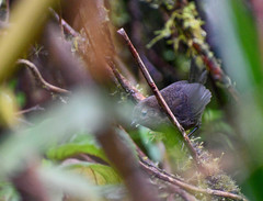 Scytalopus spillmanni