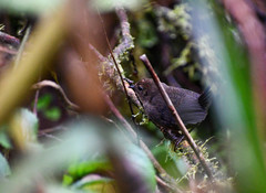 Scytalopus spillmanni