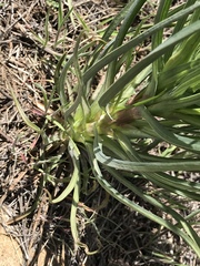 Castilleja sessiliflora
