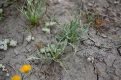 Eryngium aristulatum hooveri