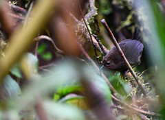 Scytalopus spillmanni