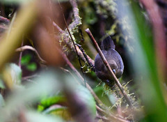 Scytalopus spillmanni