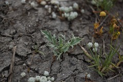 Eryngium aristulatum hooveri