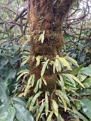Elaphoglossum paleaceum
