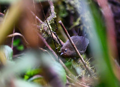 Scytalopus spillmanni