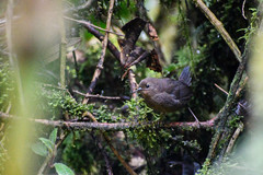 Scytalopus spillmanni