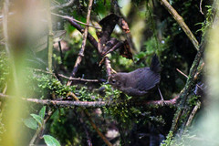 Scytalopus spillmanni