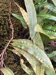 Elaphoglossum paleaceum