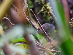 Scytalopus spillmanni