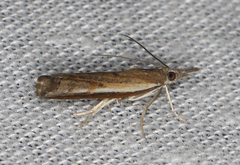 Ptochostola microphaeellus