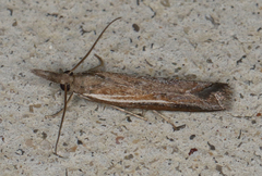 Ptochostola microphaeellus