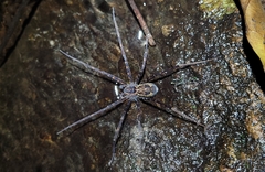 Trechaleoides