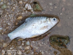 Hypsibarbus wetmorei