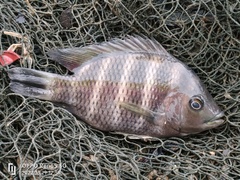 Heterotilapia buettikoferi