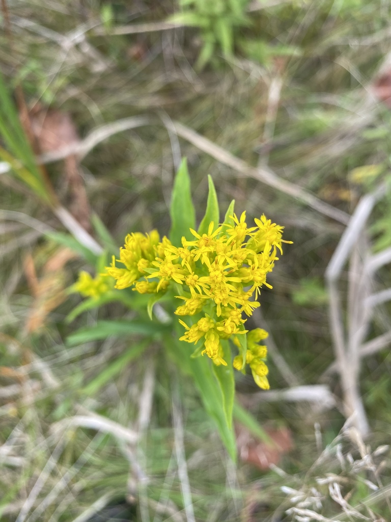 Riddell's goldenrod from Washington County, MO, USA on October 7, 2021 ...